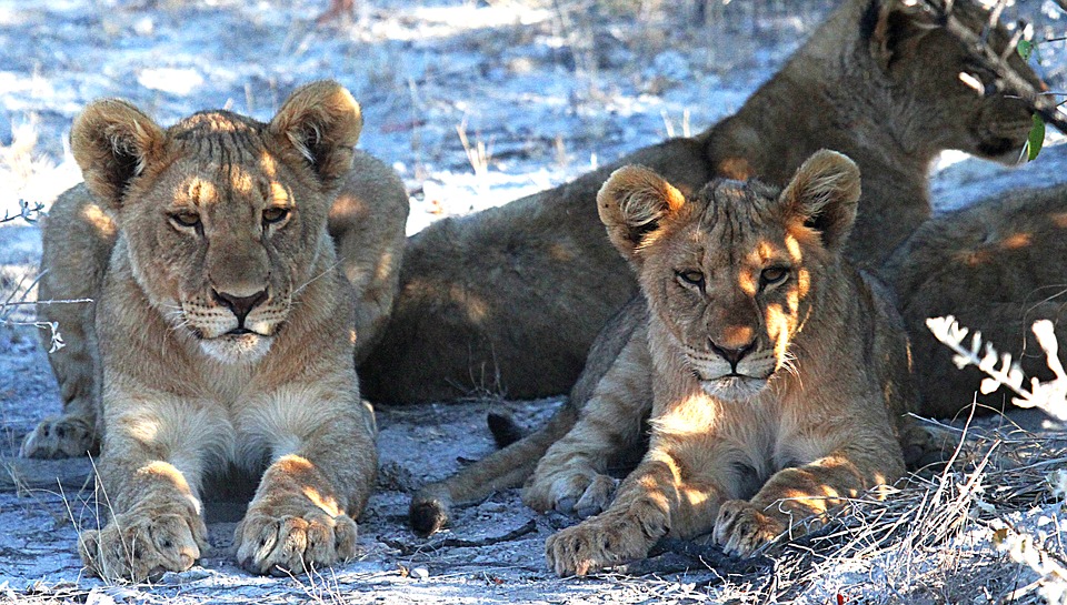 lion, etosha, namibia