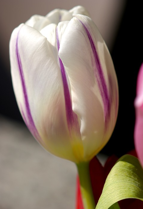 tulip, white, spring