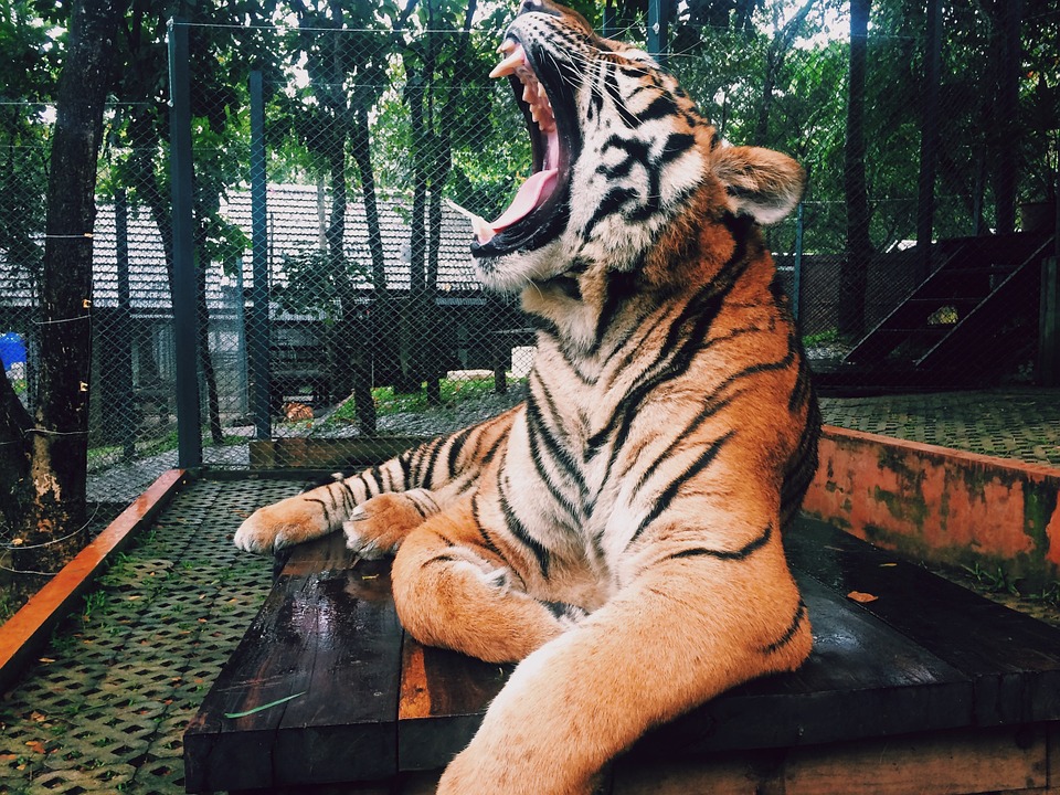 tiger, roar, animal