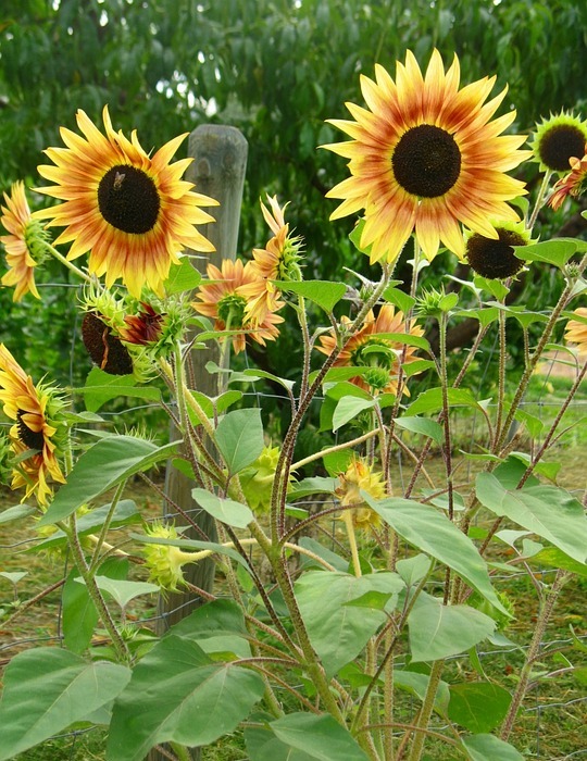 sunflower, summer, bloom