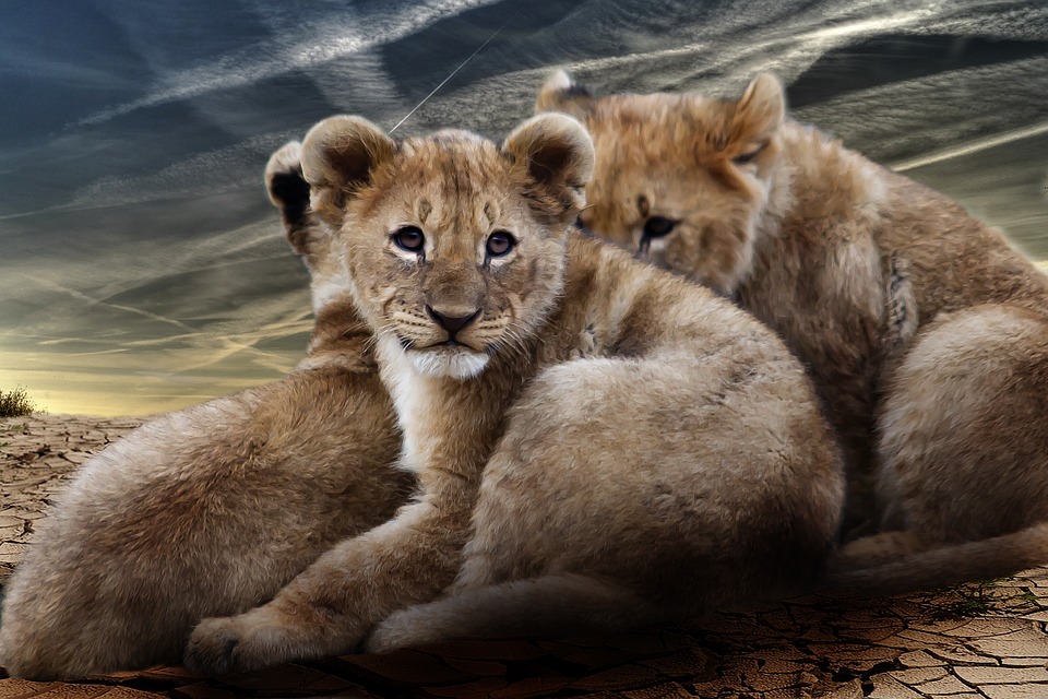 lion cub, lion babies, lion