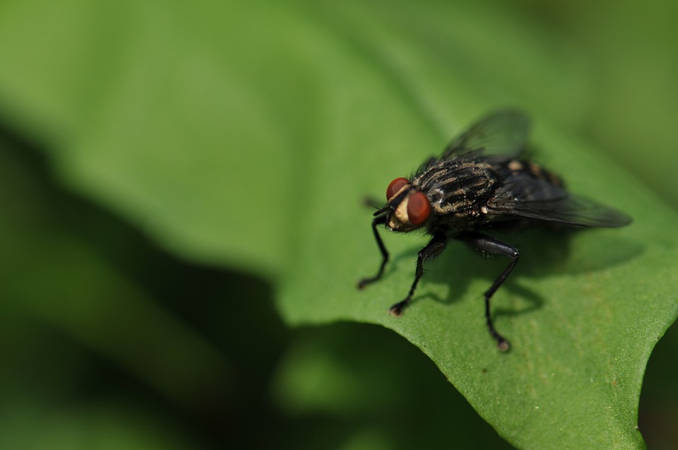 animal, insect, fly