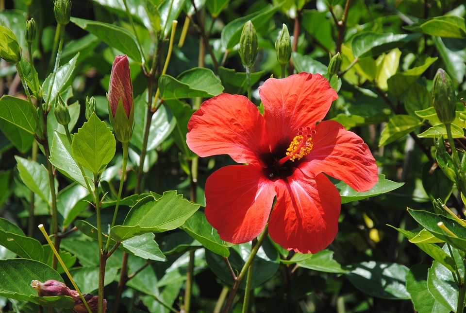 red hibiscus, exotic flower, botany