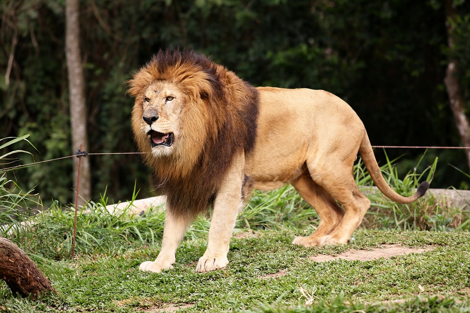 lion, king of the jungle, animal