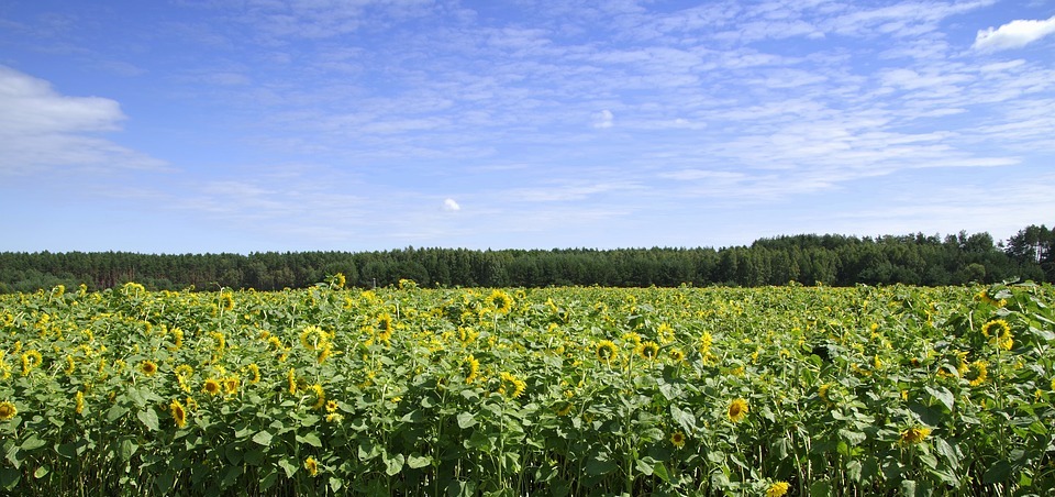 sunflowers, field, landscape