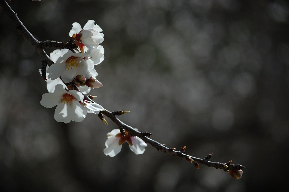blossoms, branch, flowers
