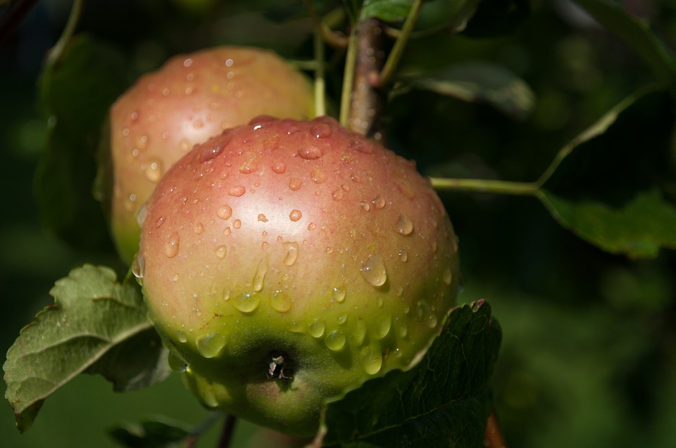 apple, rain, leafs