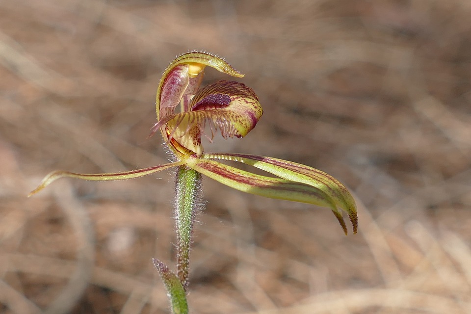 spider orchid, orchid, exotic