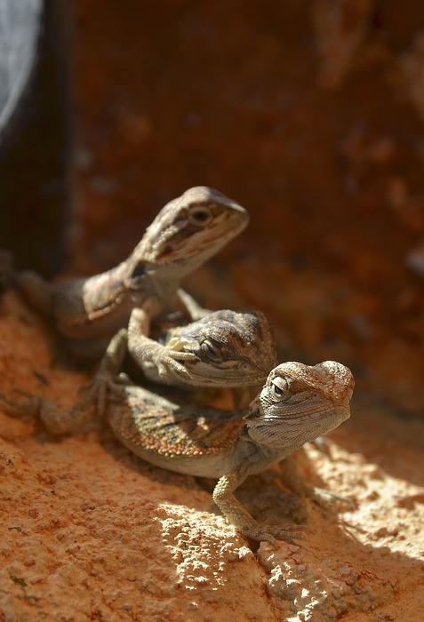 bearded dragons, babies, young animals