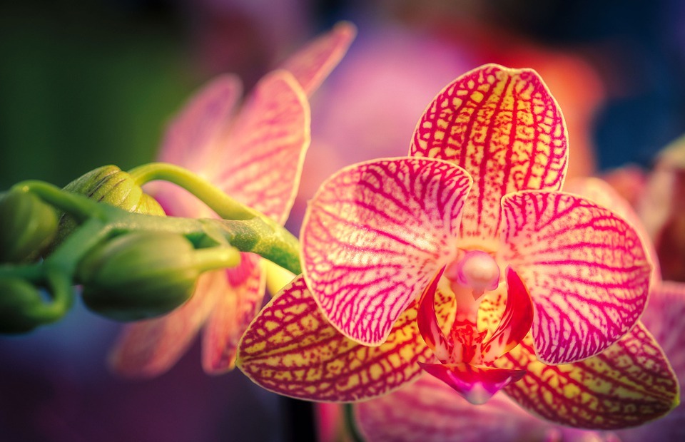 flower, orchid, exotic