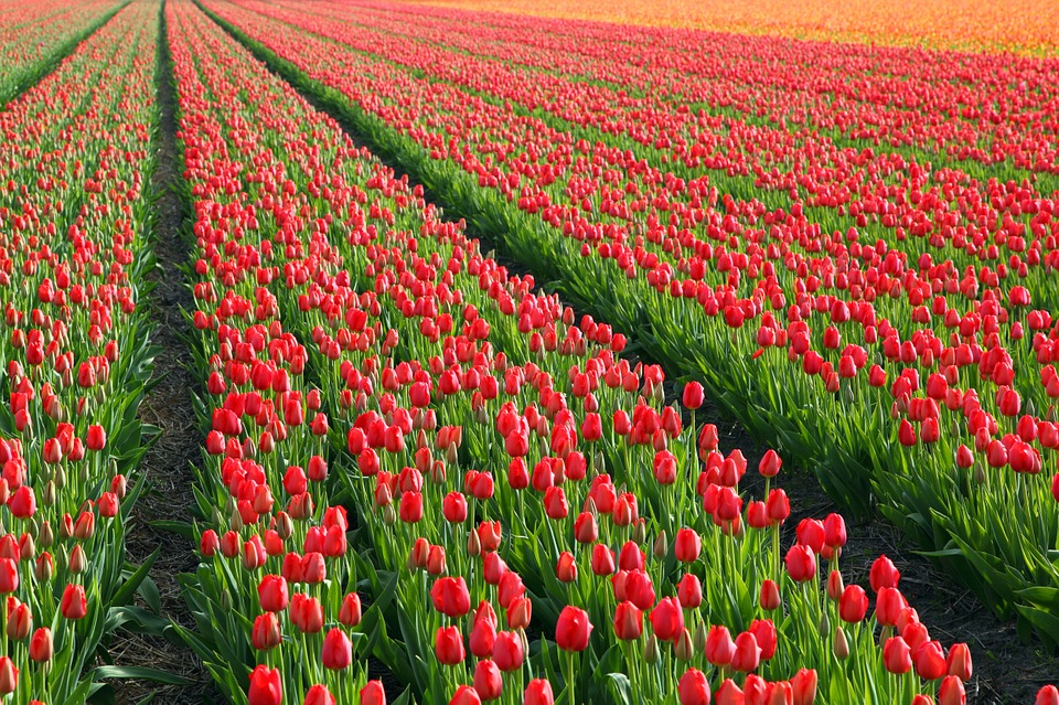 tulips, tulip, field
