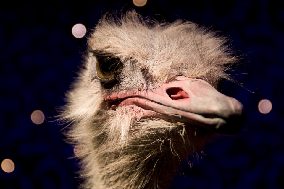 ostrich, head, bill