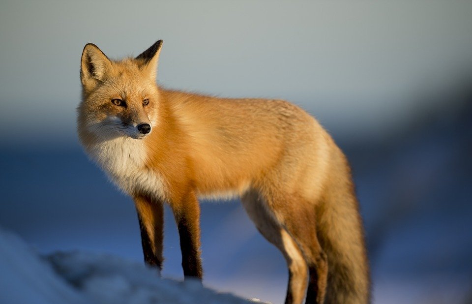 animal, fox, blur