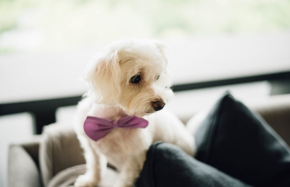 puppy, bow tie, cute