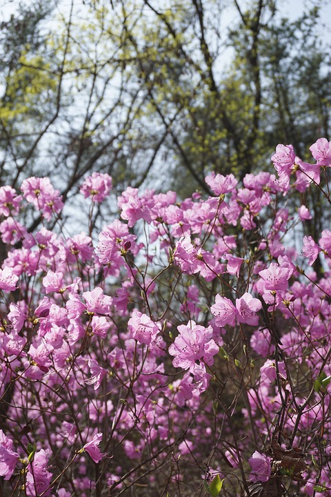 azalea, spring flowers, spring mountain