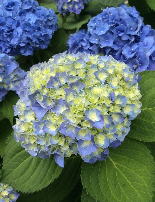 hydrangea, in may, blue