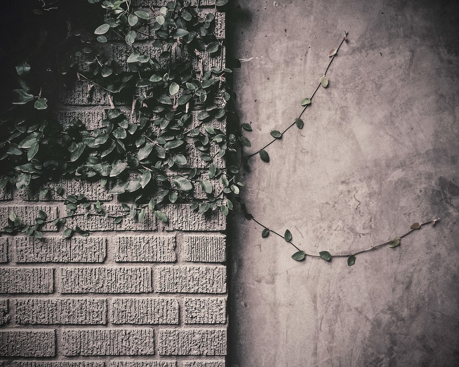 vines, leaves, bricks