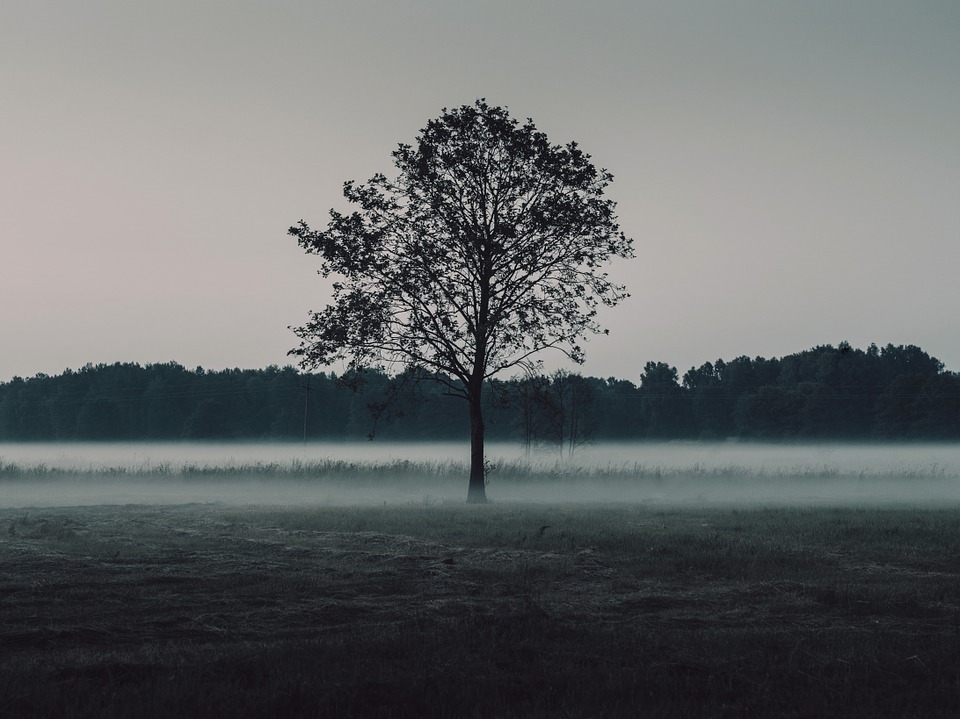 trees, field, mist