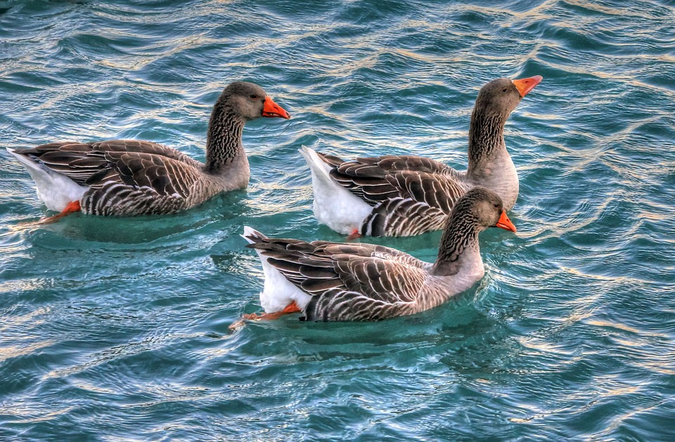 geese, water, birds