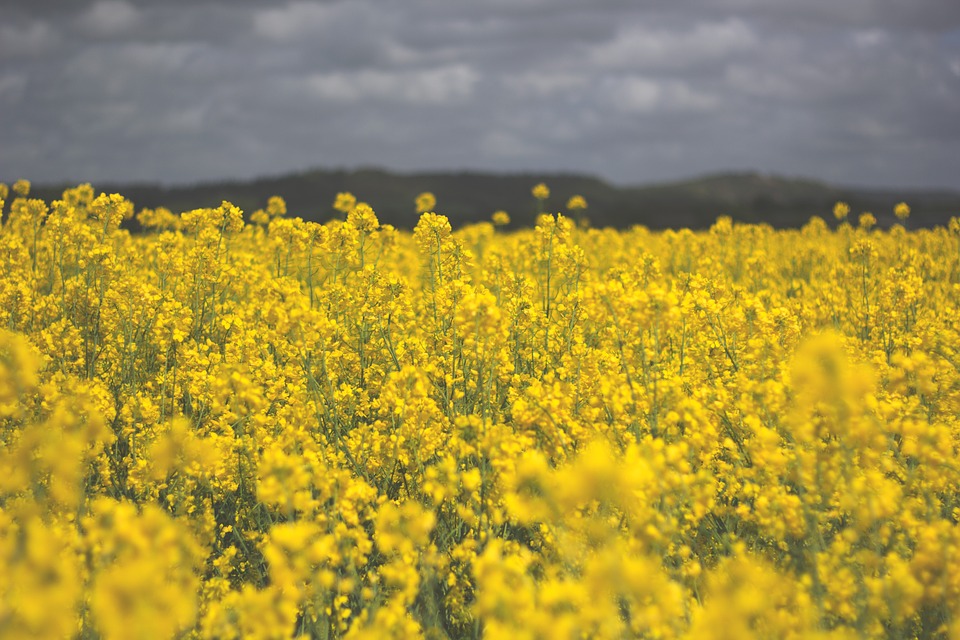 field, yellow, flowers