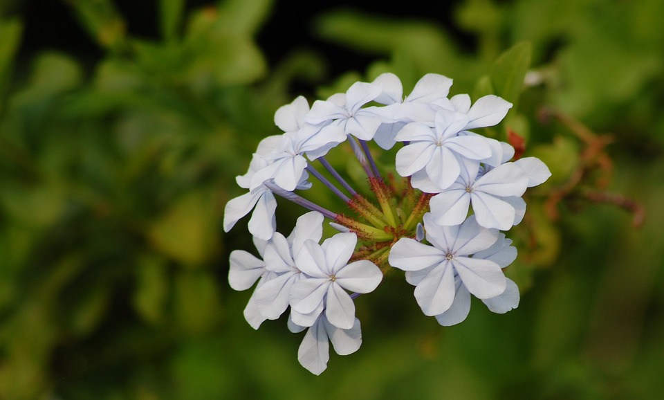 blue plumbago, flowers, spring