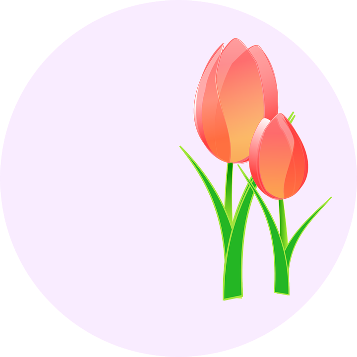 tulips, flower, pink