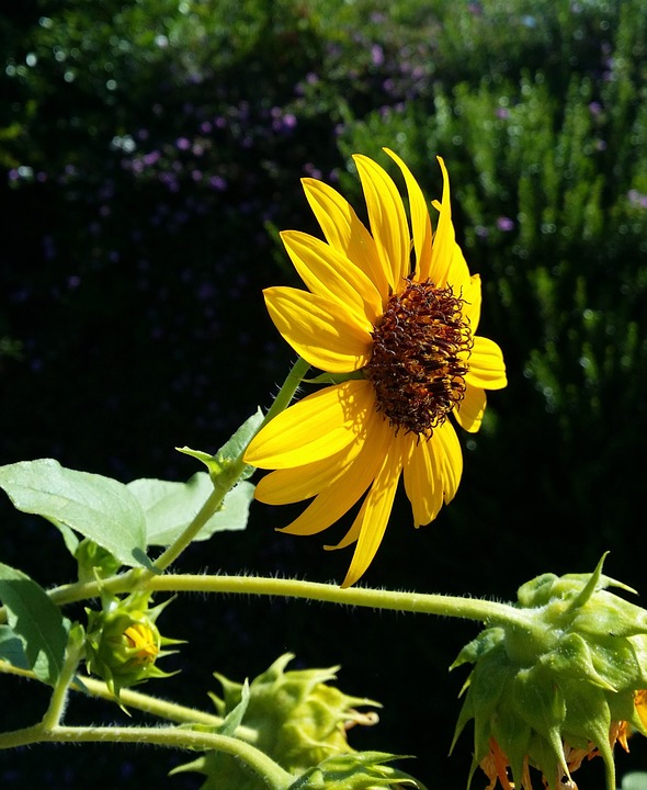 sunflower, native plant, flower
