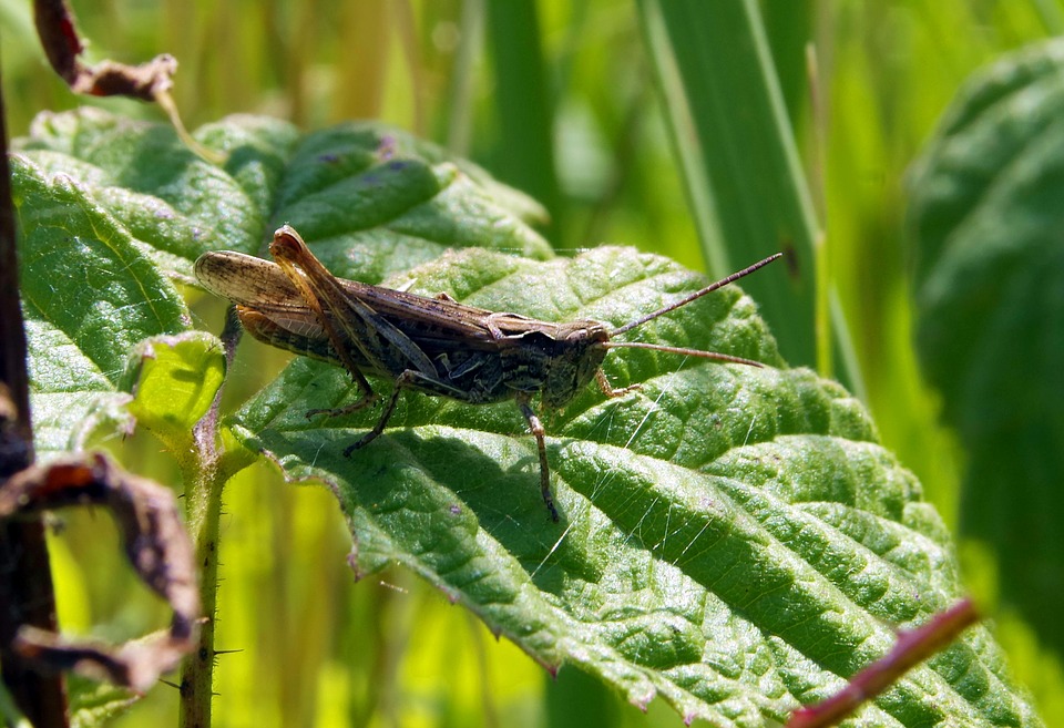 grasshopper, cricket, konik