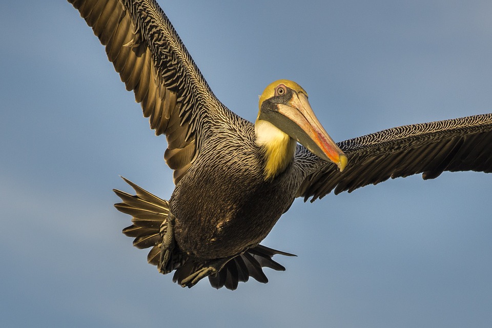 pelican, bird, wings