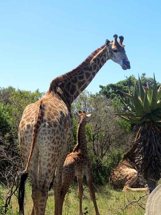 giraffes, baby giraffe, africa