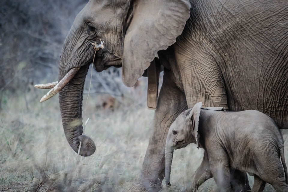 elephants, baby animals, mammal