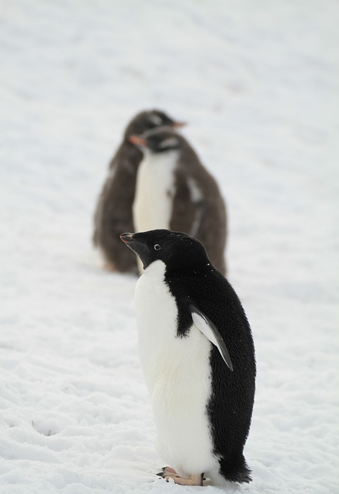 penguin, antarctica, small animals