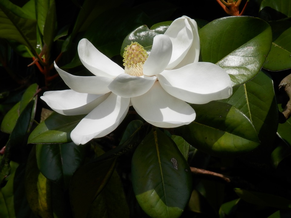 southern magnolia, magnolia grandiflora, tree