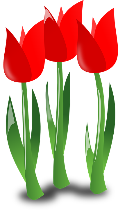 tulips, flowers, red