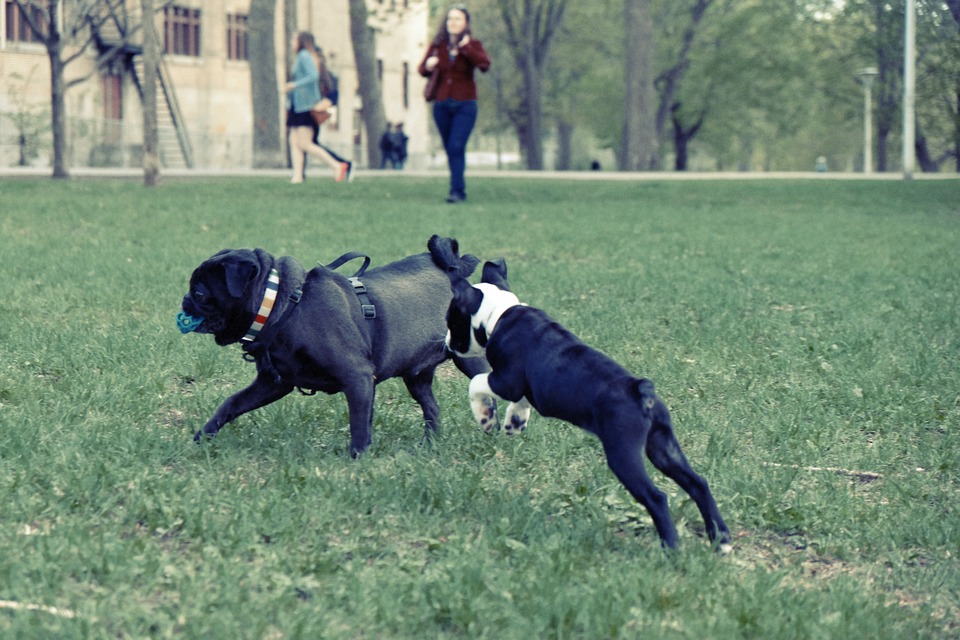 dogs, playing, park