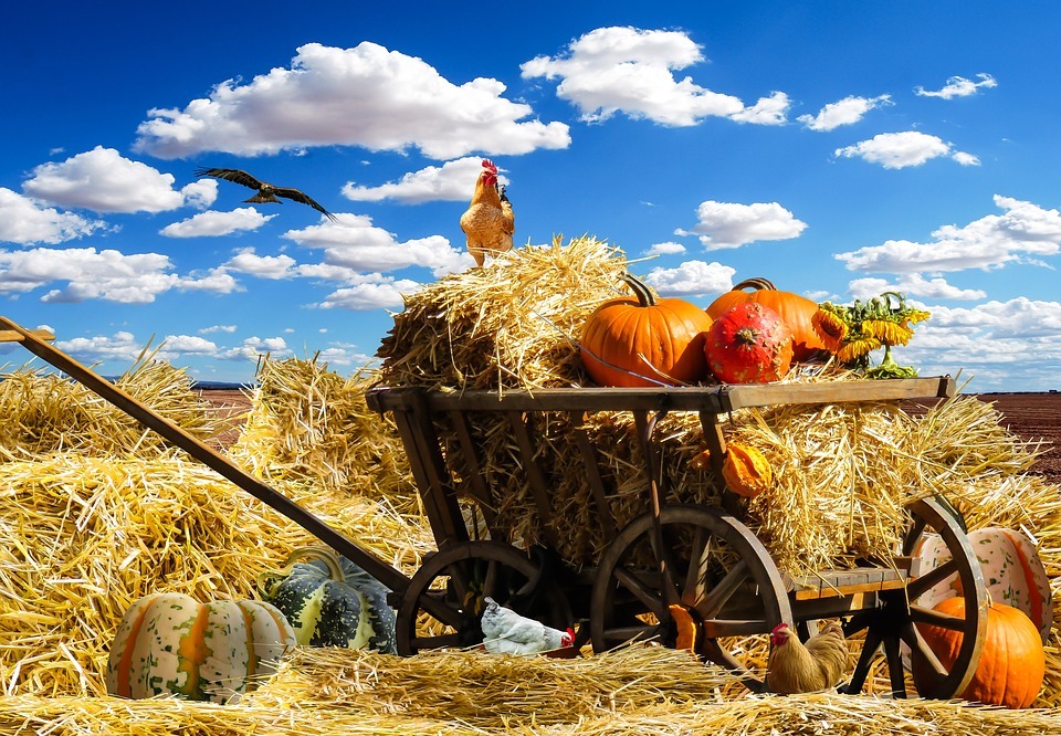thanksgiving, autumn, pumpkin
