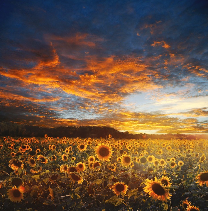 sunflower field, landscape, scene