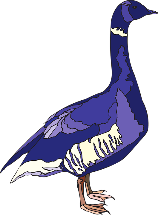 blue, purple, bird