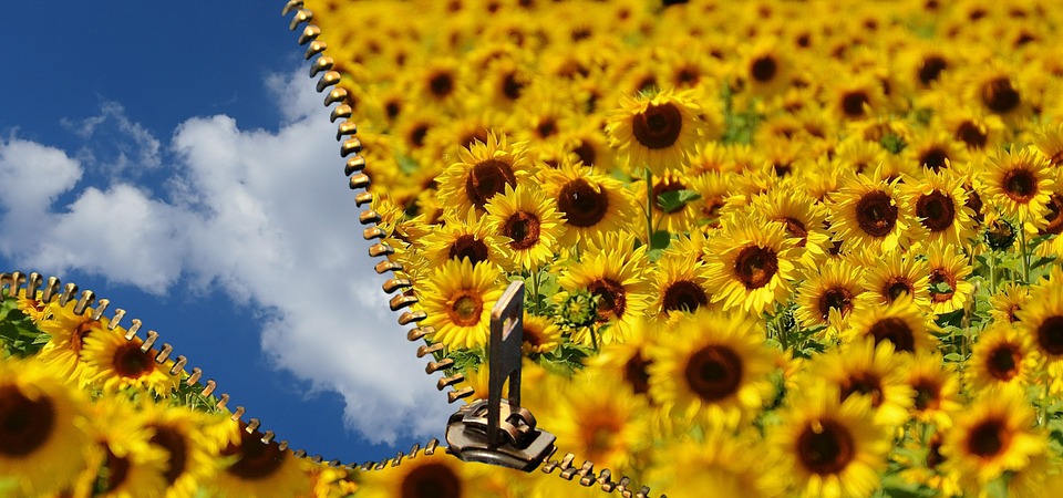 sunflower, summer, sky