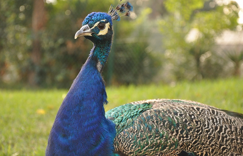 peacock, bird, exotic