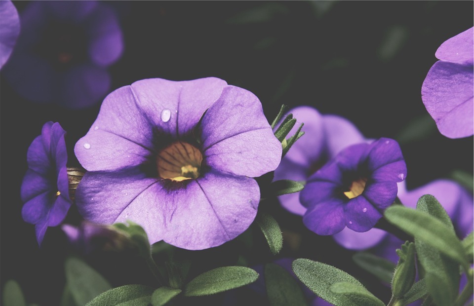flowers, purple, nature
