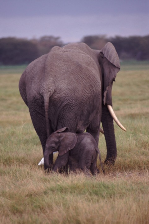 elephants, mother, baby