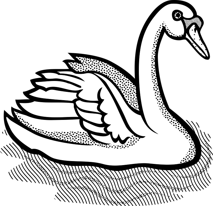 animal, bird, swan