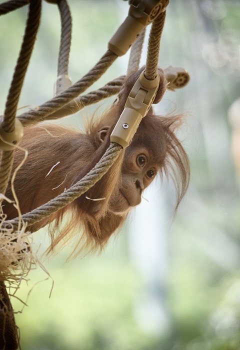 monkey, orangutan baby, animal world