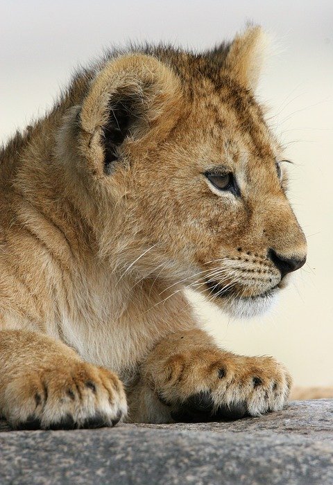 baby animal, lion, africa
