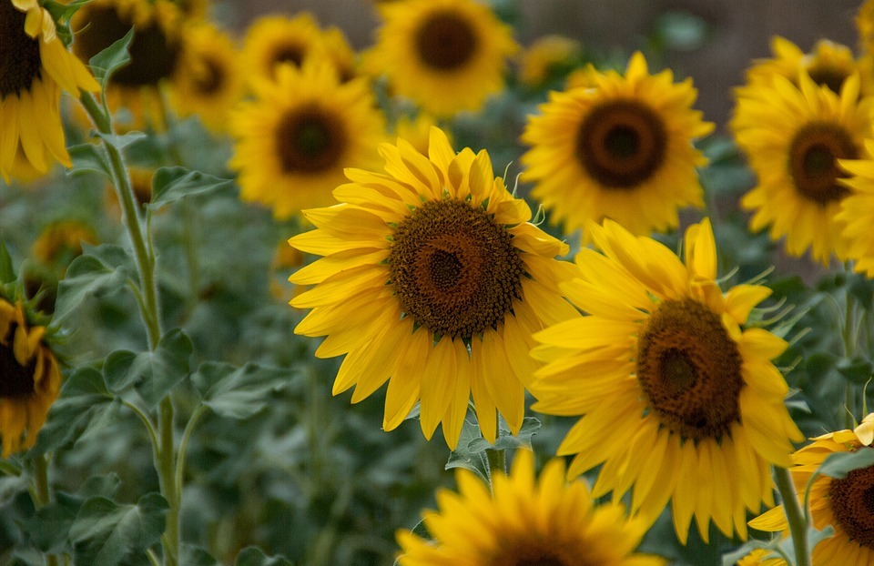 flower, sunflower, yellow