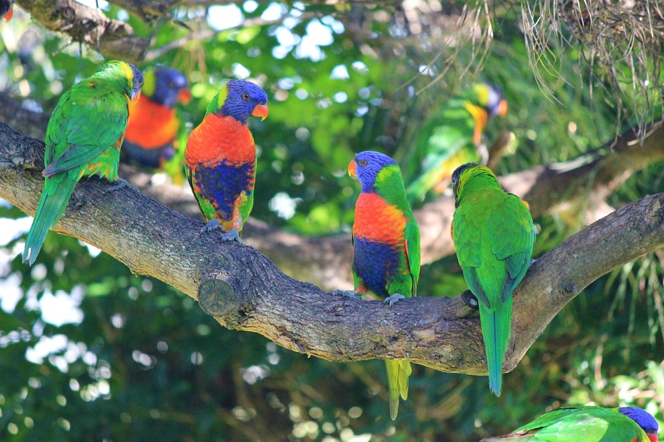 rainbow lorikeets, birds, colourful