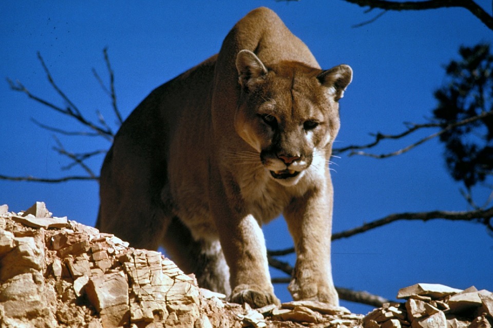 cougar, puma, mountain lion