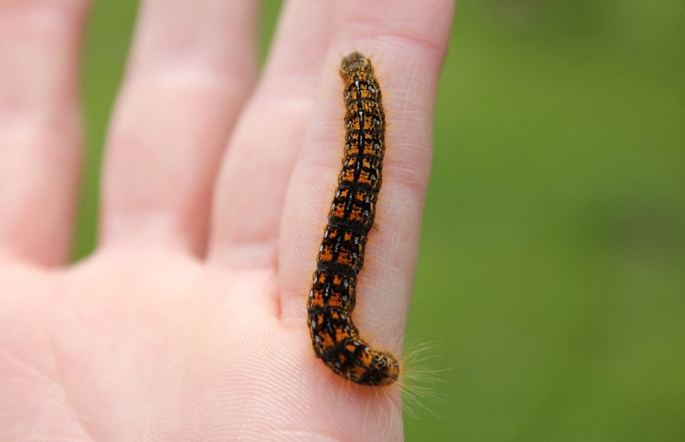caterpillar, hand, insect