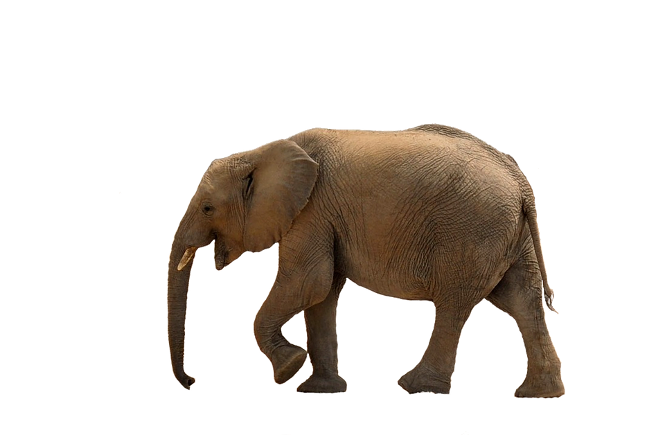 elephant, baby elephant, african bush elephant